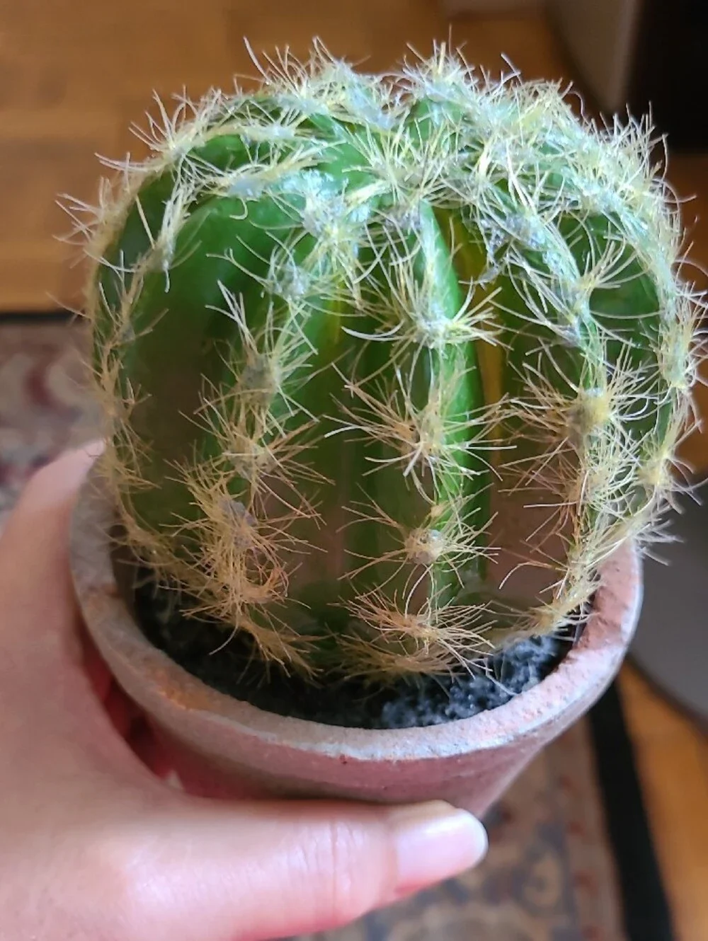 CB2 Faux Green Potted Cactus